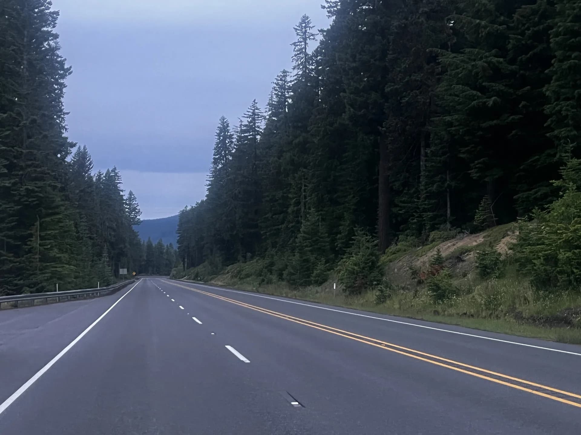 A road running between ordered pines before dawn